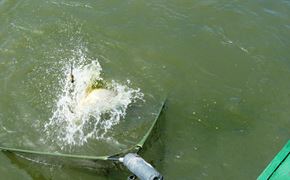 Moara Vlasiei 2 - 9 iunie partea a doua